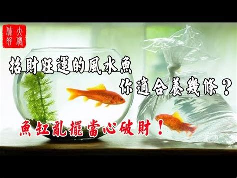 風水魚推薦|【風水魚種類】讓住家運勢旺旺！你不可不知的十大風水魚種類